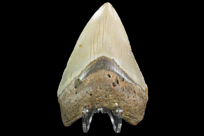 Megalodon Tooth - North Carolina #99857
